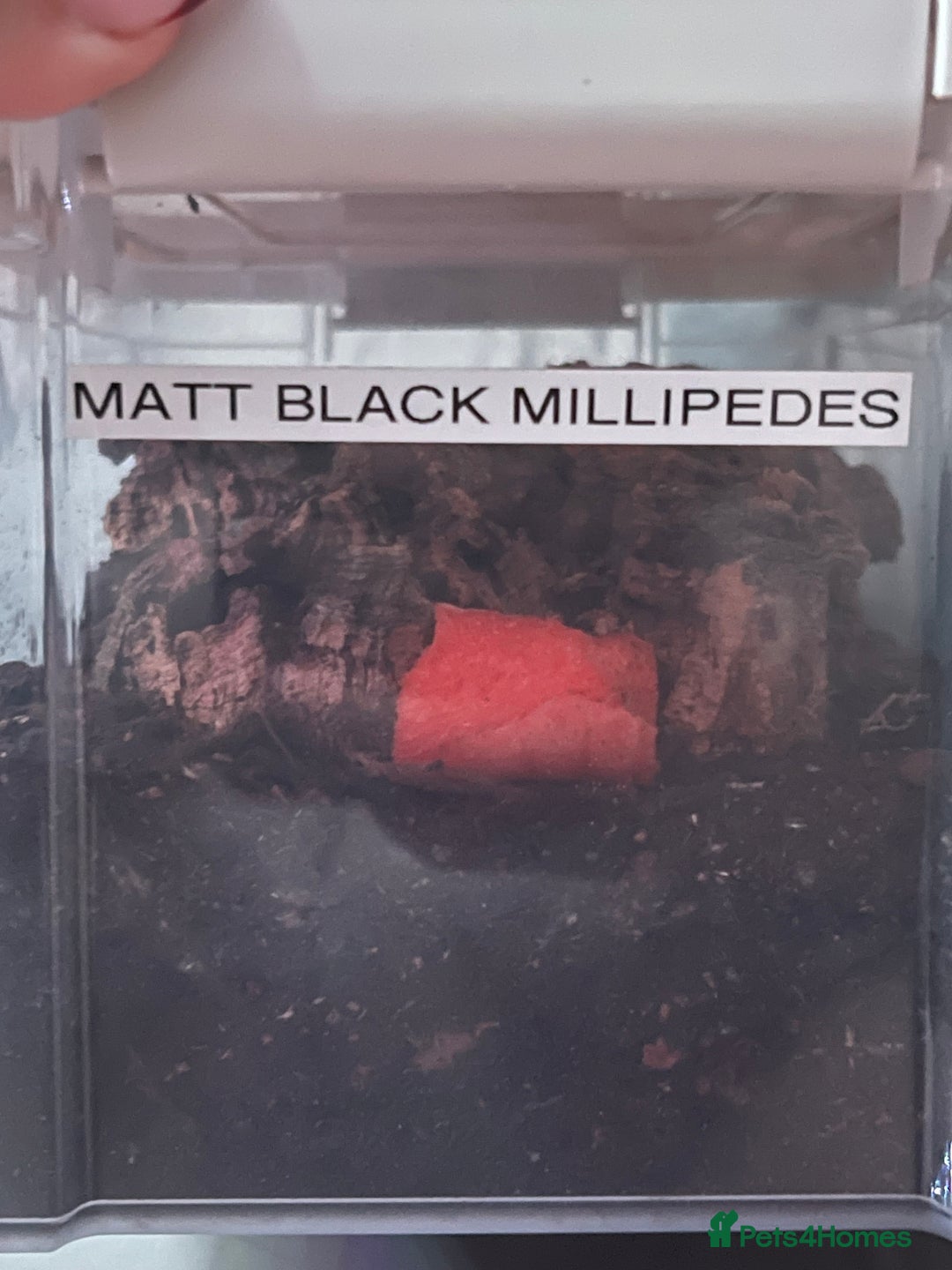 Millipedes invertebrates for sale: Millipedes , iso pods ,snails  - Image 11