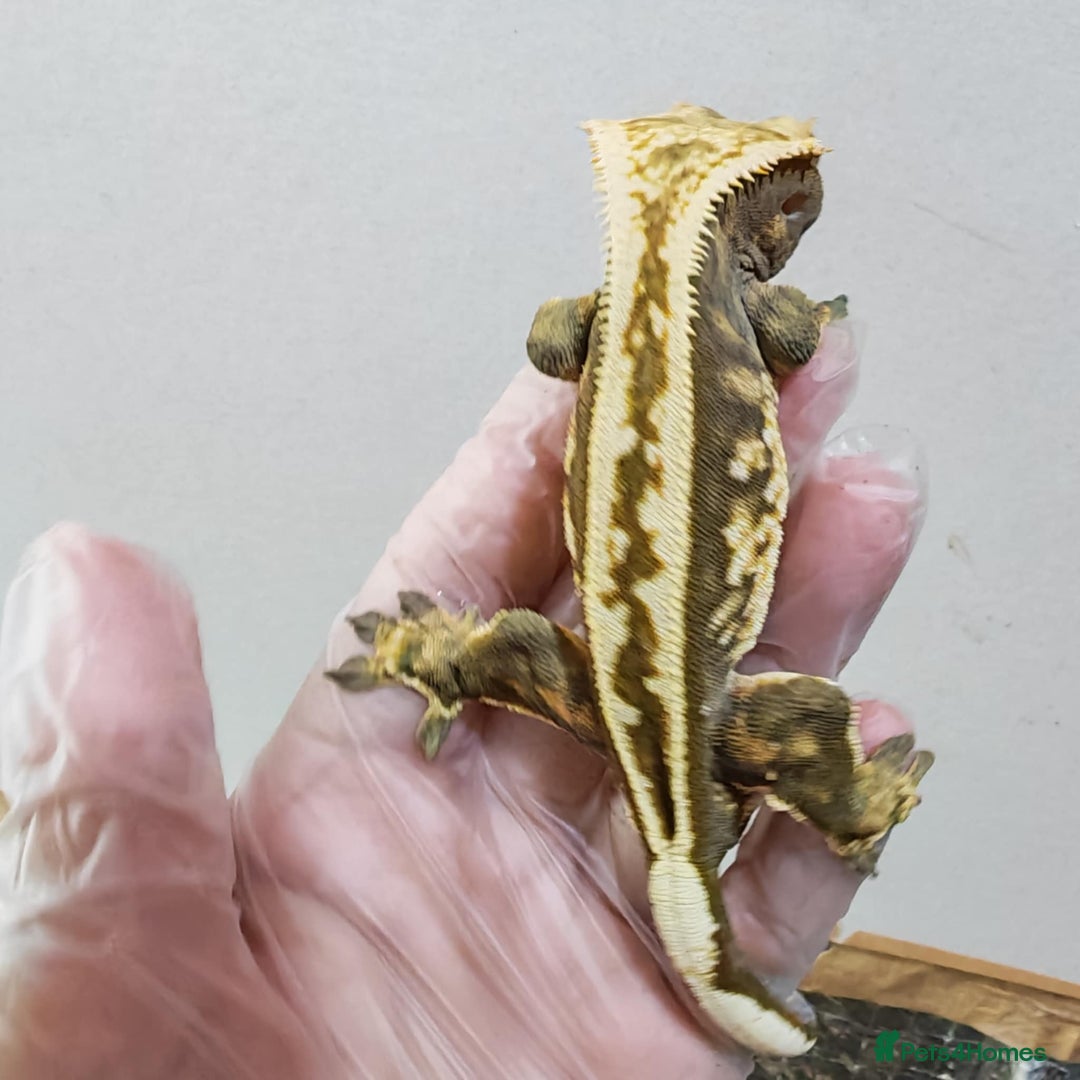 Gecko reptiles for sale: Crested geckos available  in Newton Aycliffe - Image 2