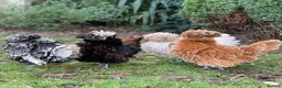 Chickens poultry for sale: Polish Bantam Chicks & Eggs - Frizzle & Smooth - Advert 5