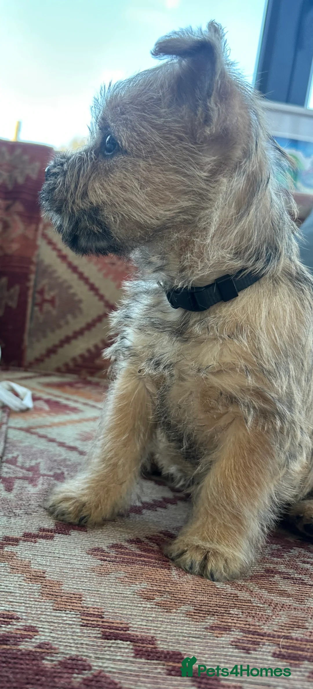 Cairn Terrier dogs for sale: Quality Beautiful KC Reg Cairn Terrier Puppies.  - Advert 17