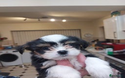 Mixed Breed dogs for sale: Ready to collect  - Advert 16