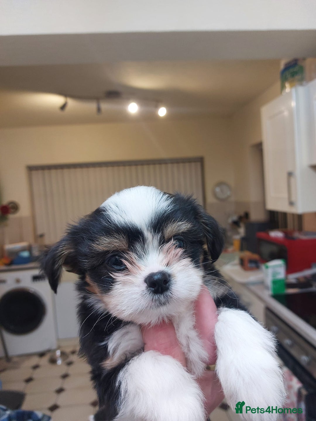 Mixed Breed dogs for sale: Ready to collect  - Advert 16