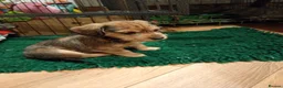 Mixed Breed dogs for sale: Miniature schnoxies  - Advert 23