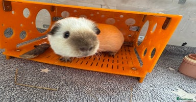 Guinea Pig rodents - Advert 14