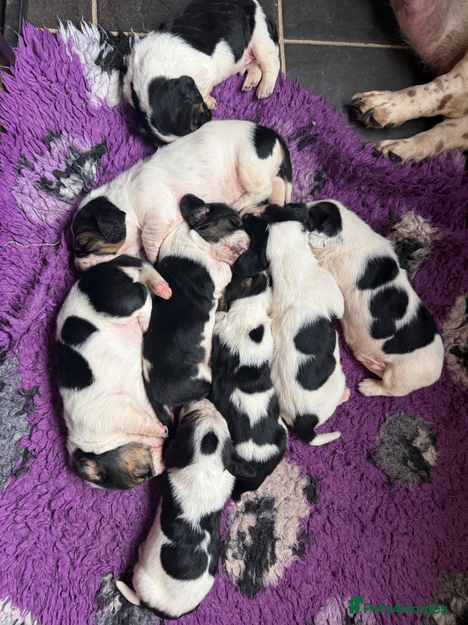 Basset Hound dogs Tri colour Bassethound puppies - Advert 2