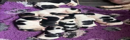 Basset Hound dogs for sale: Tri colour Bassethound puppies - Advert 14