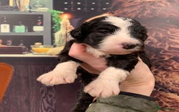 Sheepadoodle dogs for sale: Medium Sheepadoodle Puppies Available  - Image 4