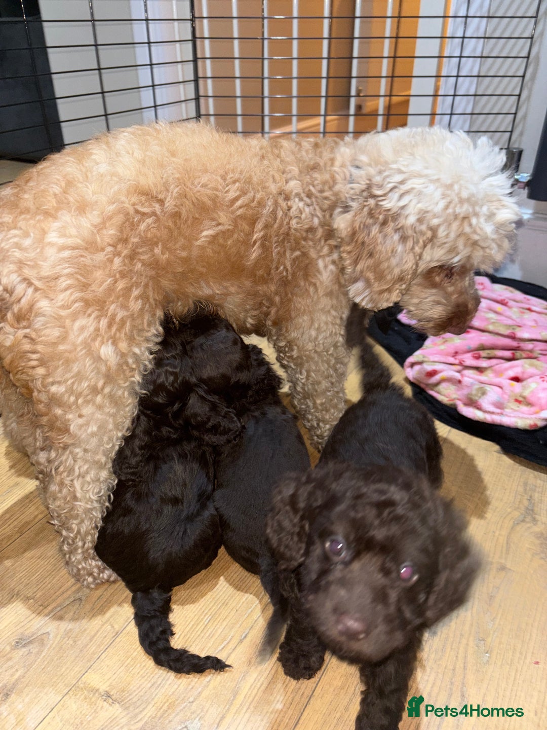 Cockapoo dogs for sale: 5 cockapoo puppies for sale 4 boys and 1 girl  - Advert 21