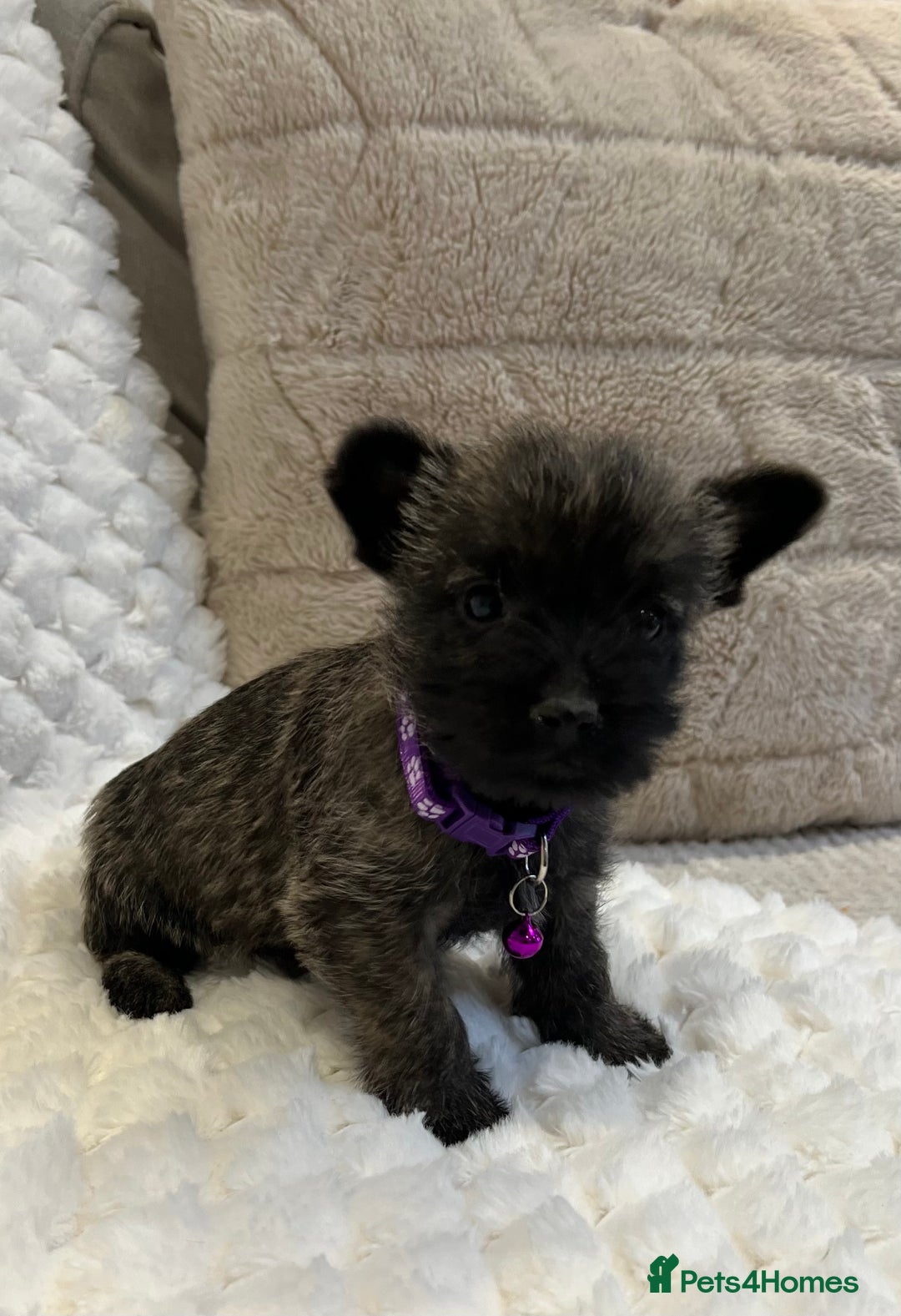 Cairn Terrier dogs for sale: Cairn terrier puppies  - Advert 14