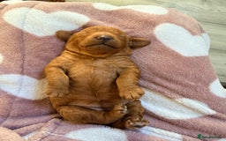 Miniature Poodle dogs for sale: Kc reg mini poodle 5 generation pedigree - Advert 6