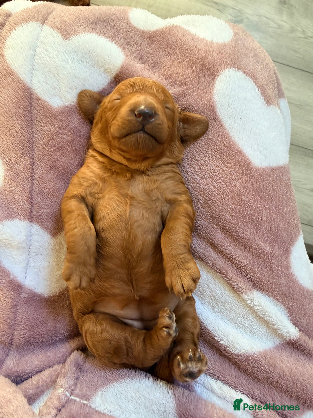 Miniature Poodle dogs for sale: Kc reg mini poodle 5 generation pedigree - Advert 6