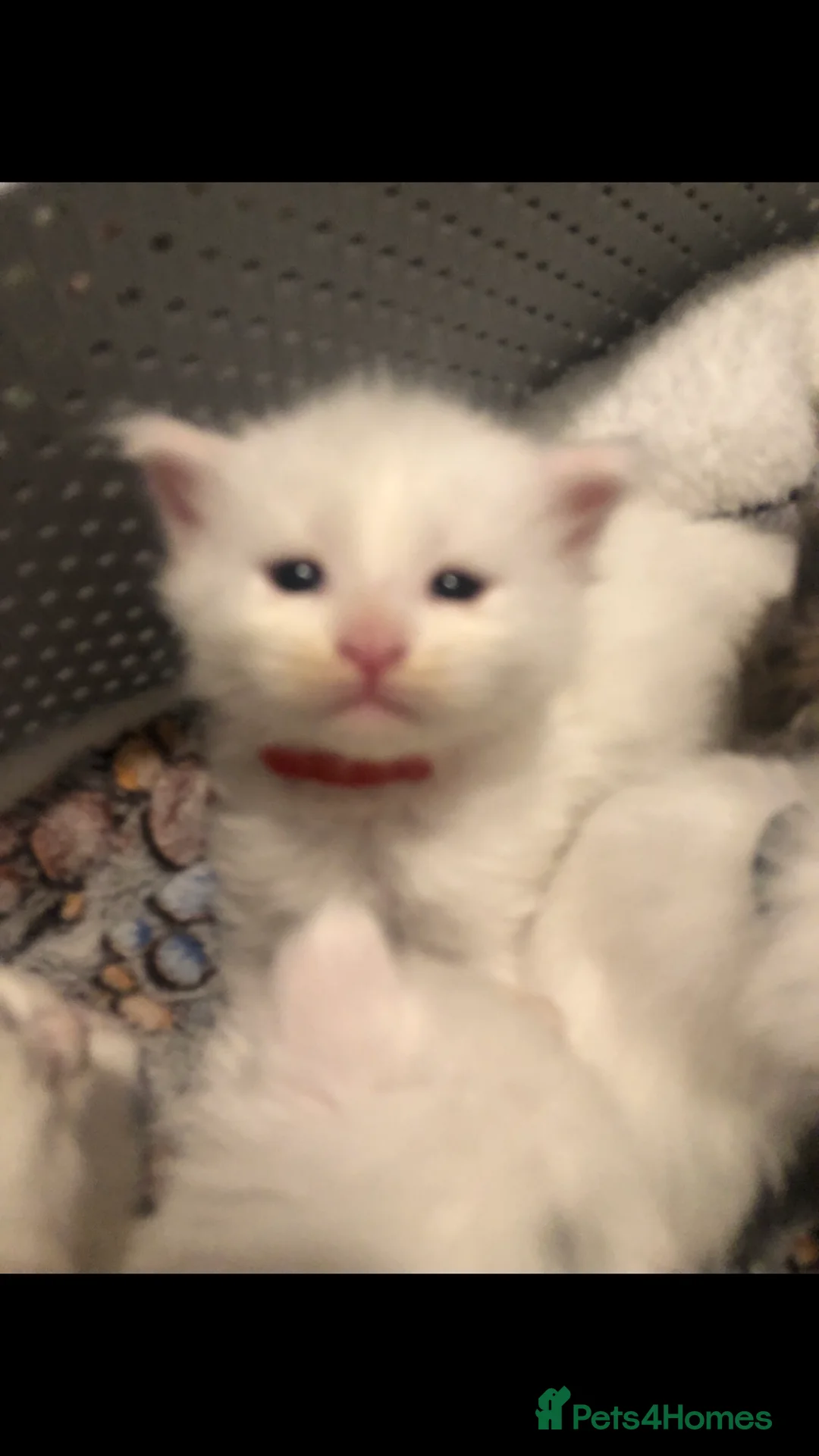 Maine Coon cats for sale: Beautiful GCCF Maine Coons  - Advert 21