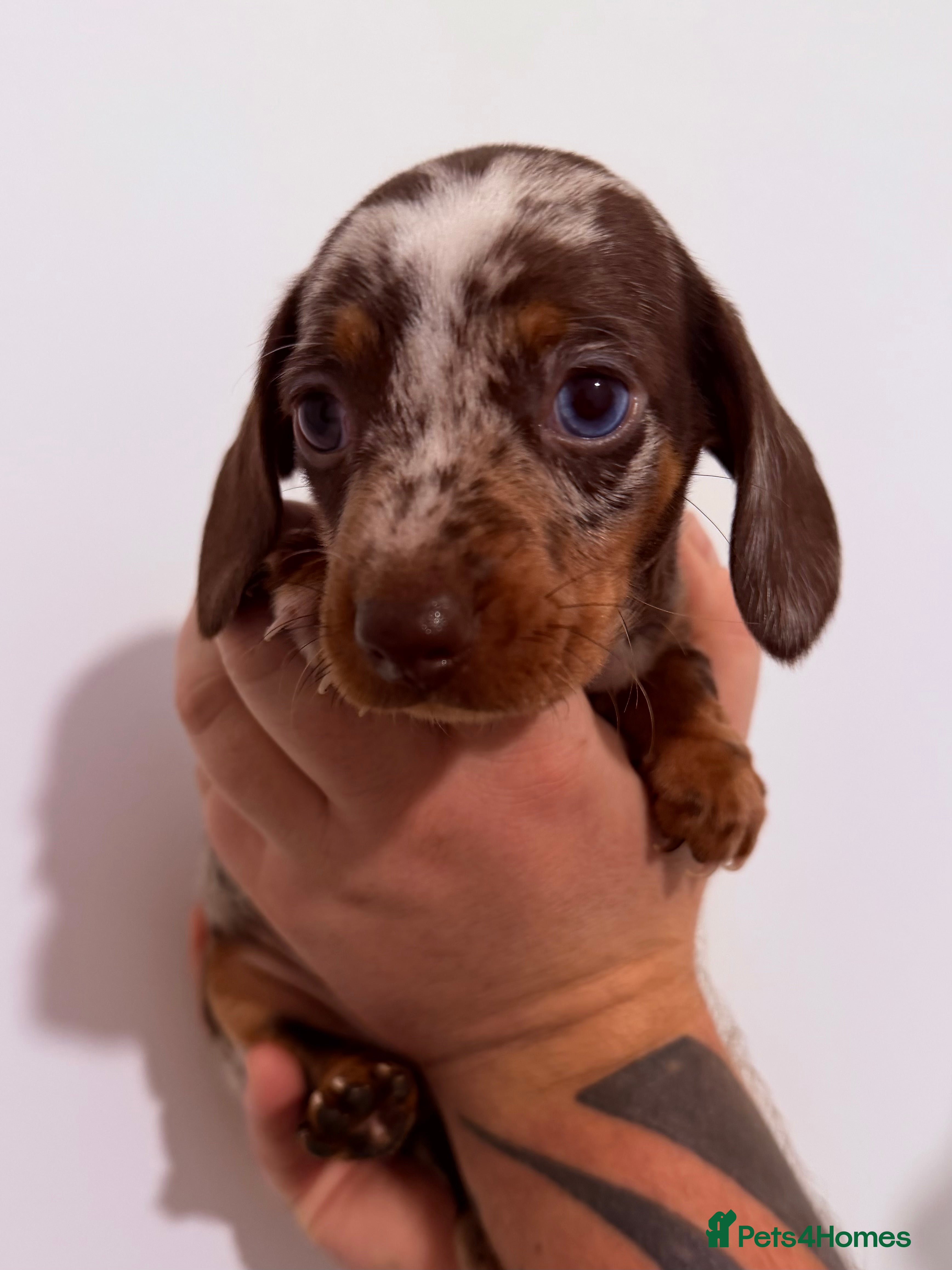 Miniature Dachshund dogs Beautiful miniature dachshund girls ready 22/3 - Advert 3
