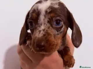 Miniature Dachshund dogs Beautiful miniature dachshund girls ready 22/3 - Advert 3