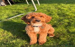Cavapoo dogs for sale: Beautiful Cavapoo Puppies🐶 - Image 13