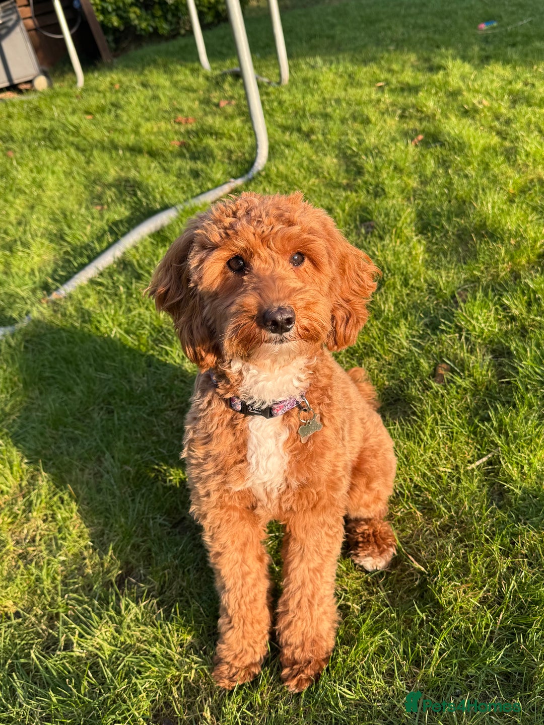 Cavapoo dogs for sale: Beautiful Cavapoo Puppies🐶 - Image 13