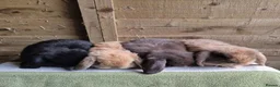 Mini Lop rabbits for sale: Mini lop babies - Advert 1