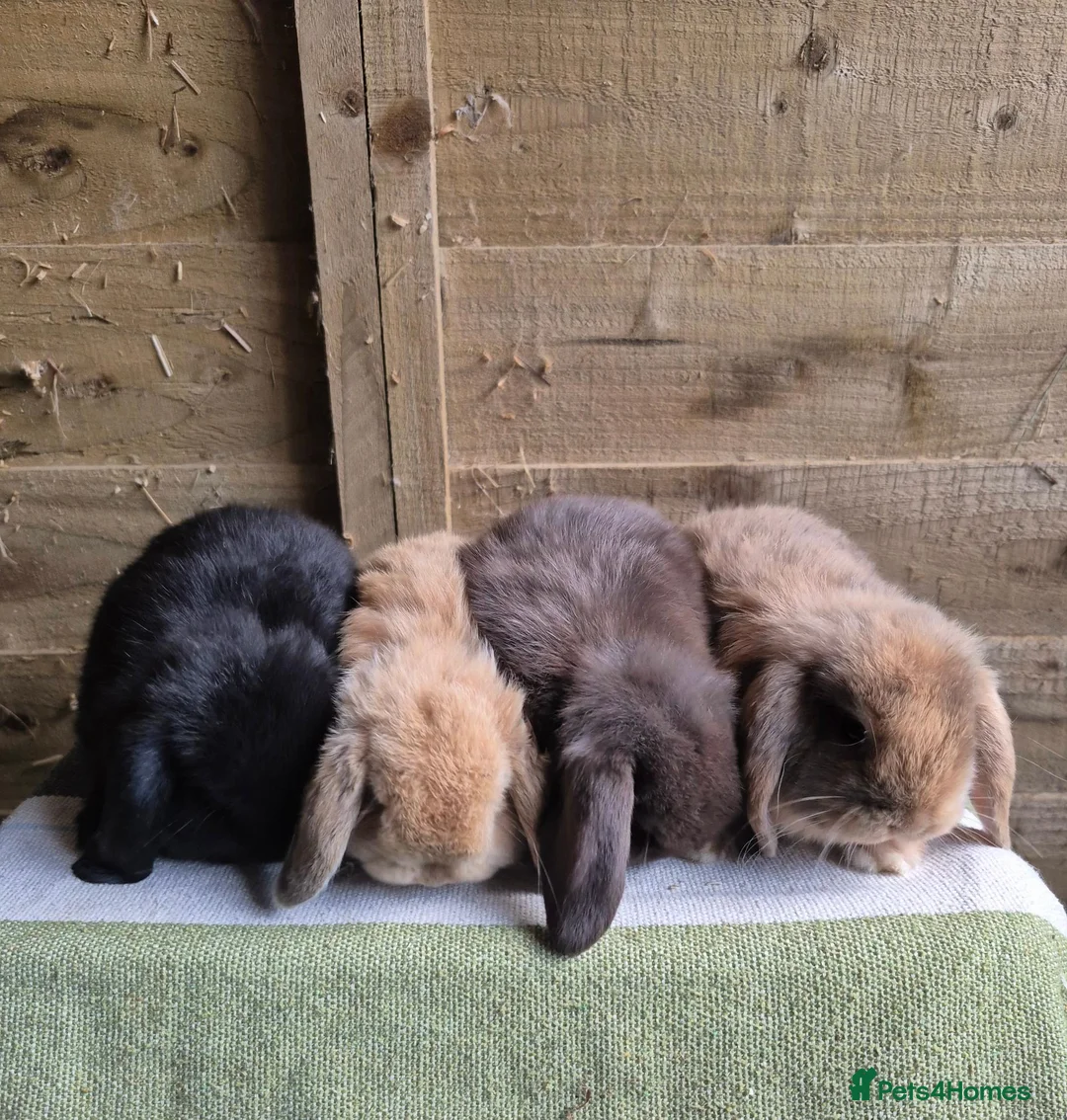 Mini Lop rabbits for sale: Mini lop babies - Advert 1