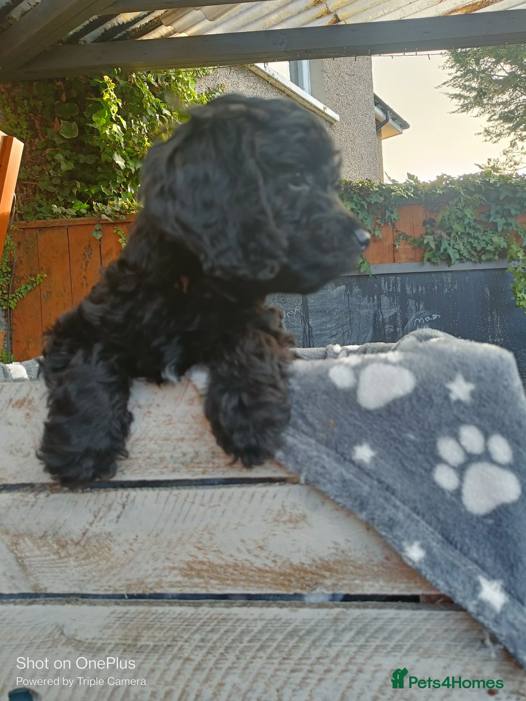 Cockapoo dogs for sale: Lovely cockapo girl - Advert 8
