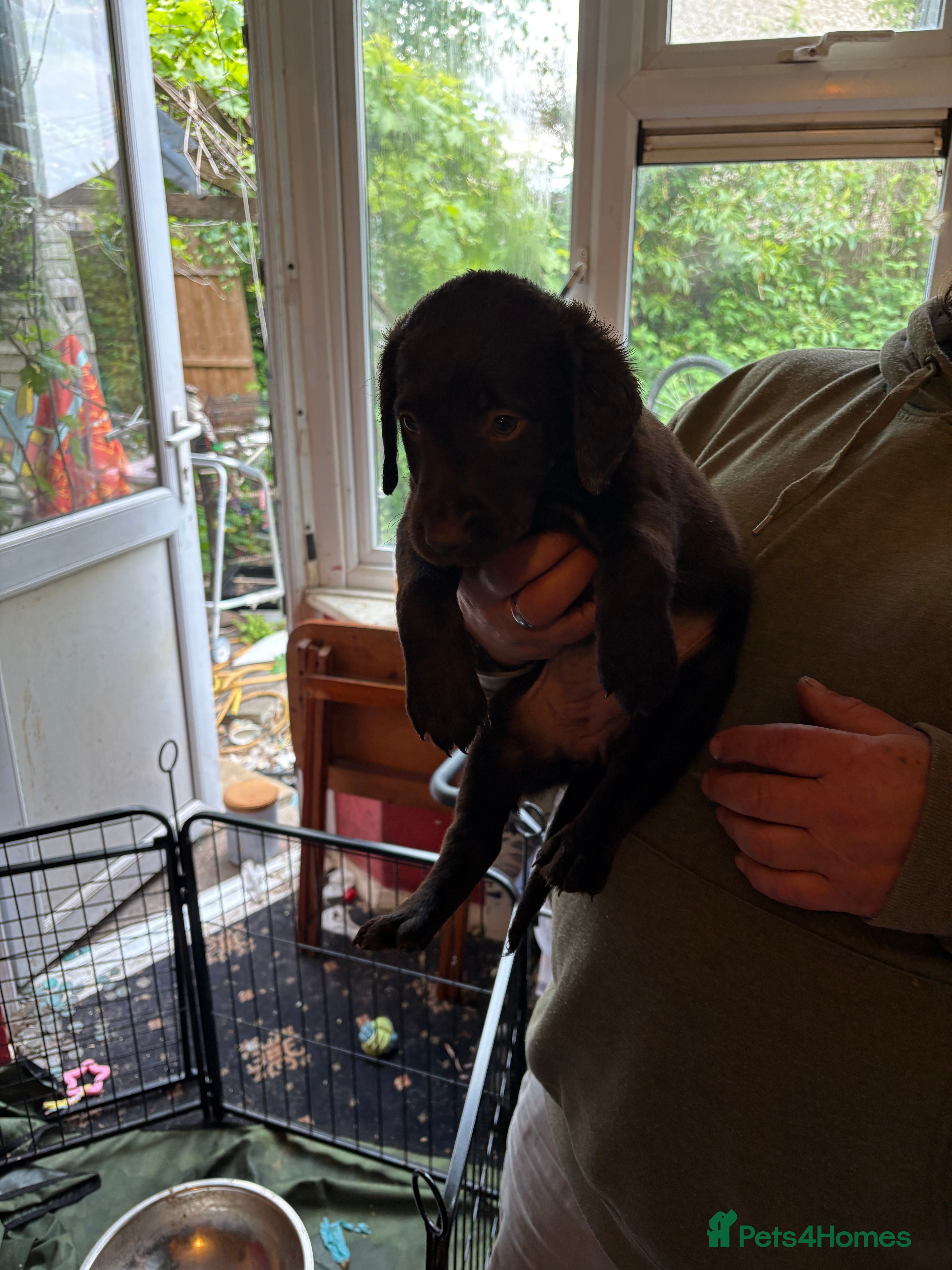 Labradoodle dogs Labradoodles puppy’s for sale  - Advert 2