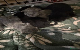 British Shorthair cats for sale: 1 Gorgeous Black kitten Remaining - Image 12