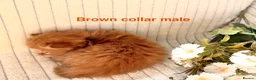 Siberian cats for sale: Pedigree Siberian kittens  in Droitwich - Advert 4