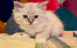 Siberian cats for sale: x5 Adorable Pure Siberian Kittens to re-home😻 - Image 13