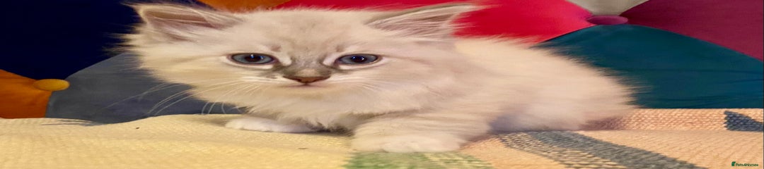 Siberian Kitten 2