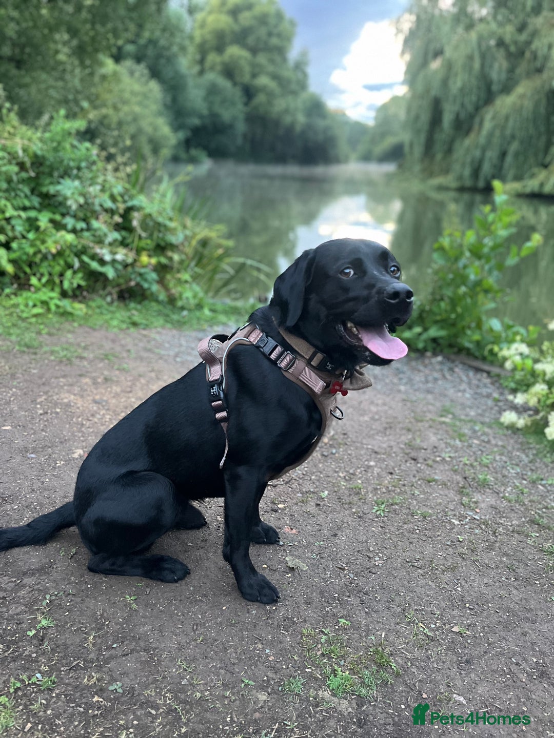 Labrador Retriever dogs for stud: Gentle Police-Trained Labrador Stud - Advert 4