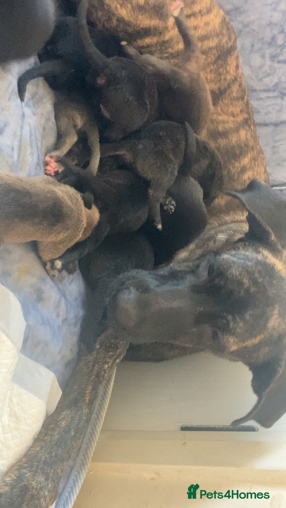 Mixed Breed dogs for sale: PressaXAmerican bull dog  - Image 14