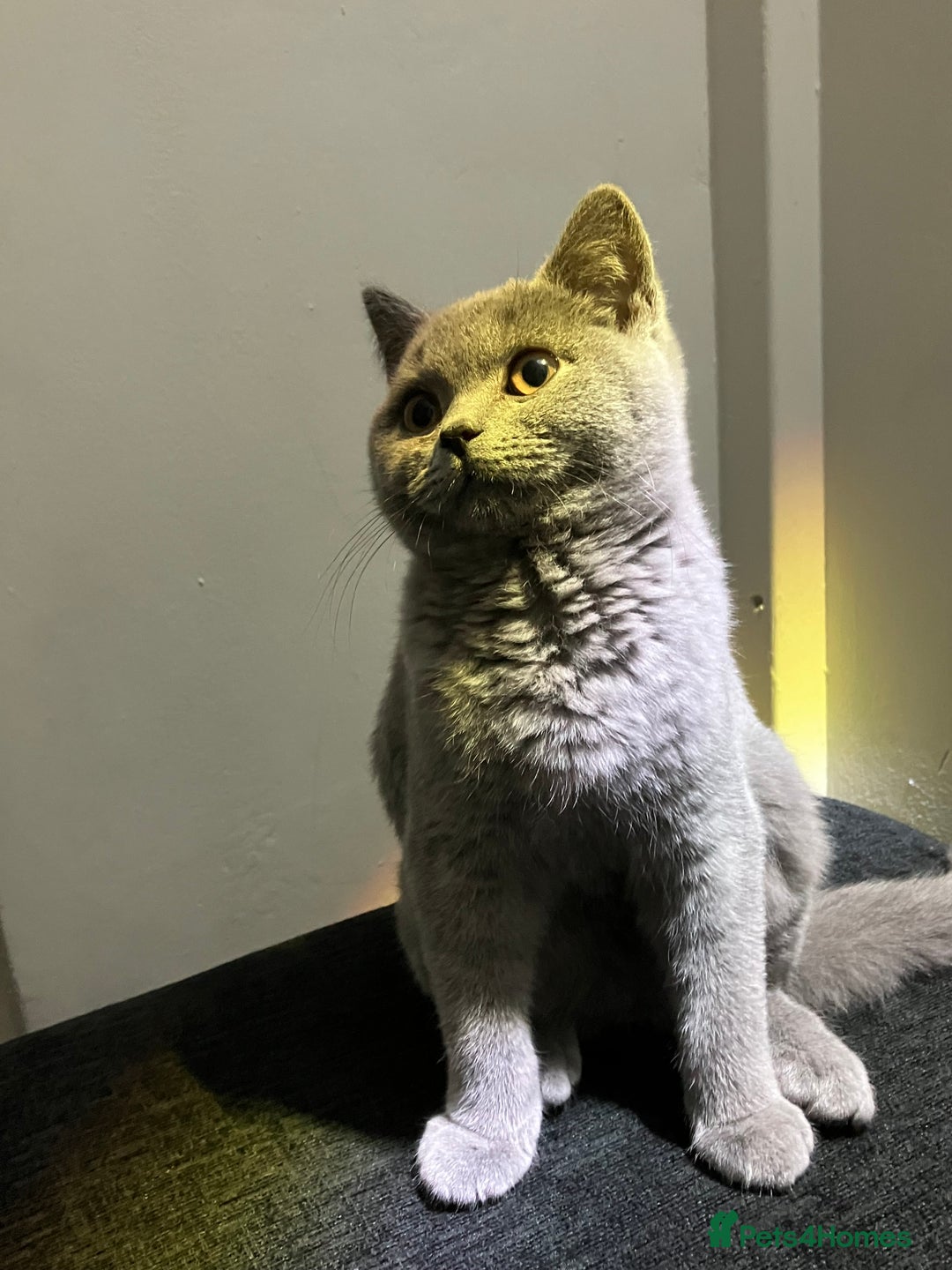 British Shorthair cats for sale: Male British Shorthair kitten 6 month old  - Image 15