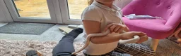 Corn Snake reptiles for sale: 2 Corn snakes with full set up - Advert 1