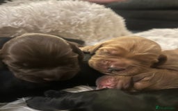 Cocker Spaniel dogs for sale: Cocker spaniel puppies - Image 25