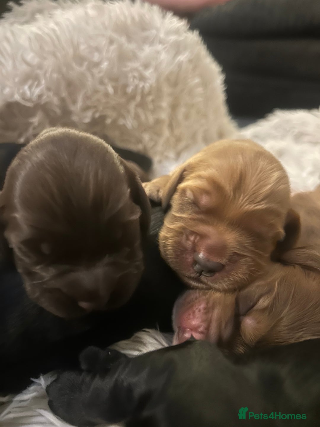 Cocker Spaniel dogs for sale: Cocker spaniel puppies - Image 25