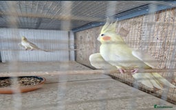 Cockatiels birds for sale: Cocktails - Image 2