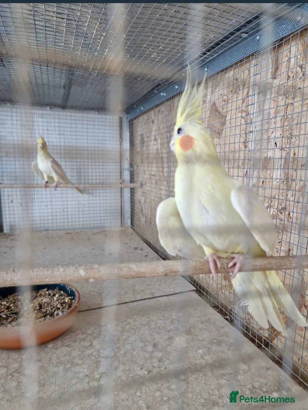 Cockatiels birds for sale: Cocktails - Image 2