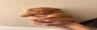 Pomeranian 2