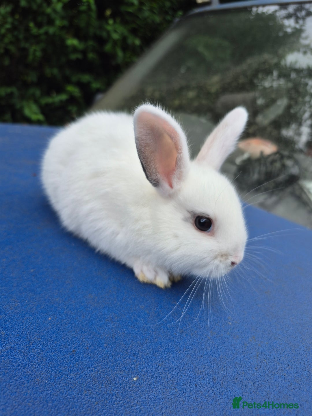 English Spot rabbits for sale: Old english spot rabbits for new homes - Image 5