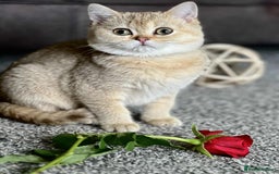 British Shorthair cats for sale: BSH TICA Girls for sale - Image 1