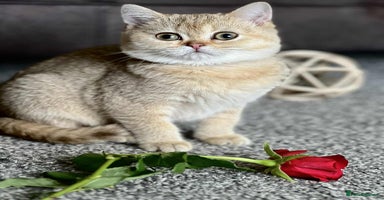 British Shorthair cats - Advert 1