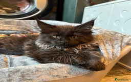 Maine Coon cats for sale:  Tica active registered Beauitful big kittens  in Wednesbury - Image 2
