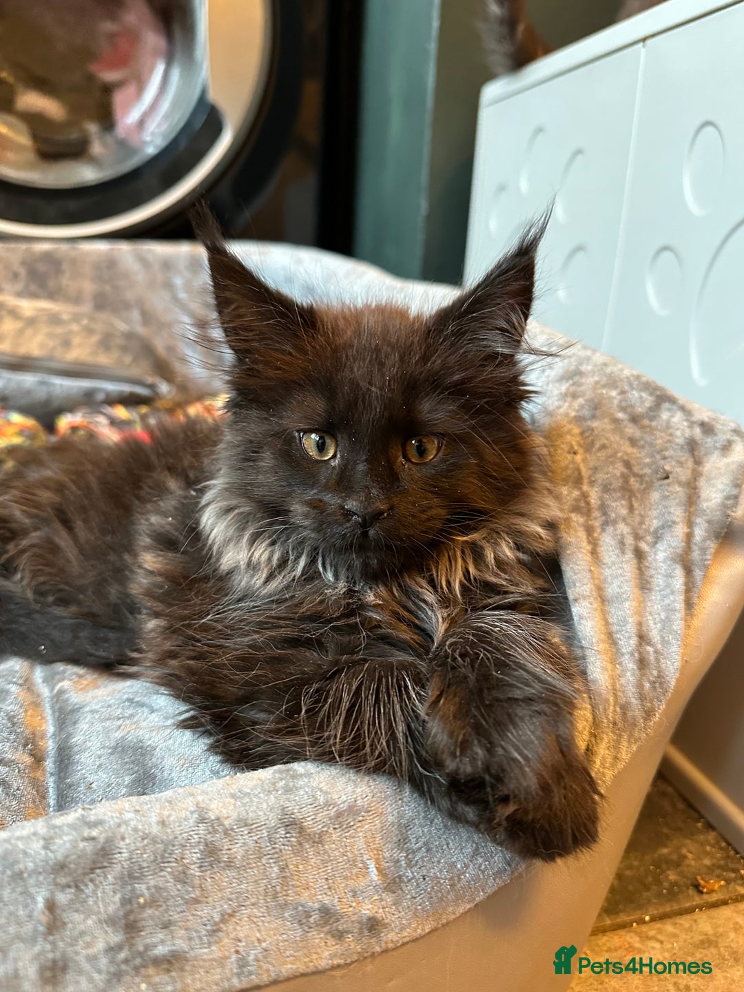 Maine Coon cats for sale:  Tica active registered Beauitful big kittens  in Wednesbury - Image 2