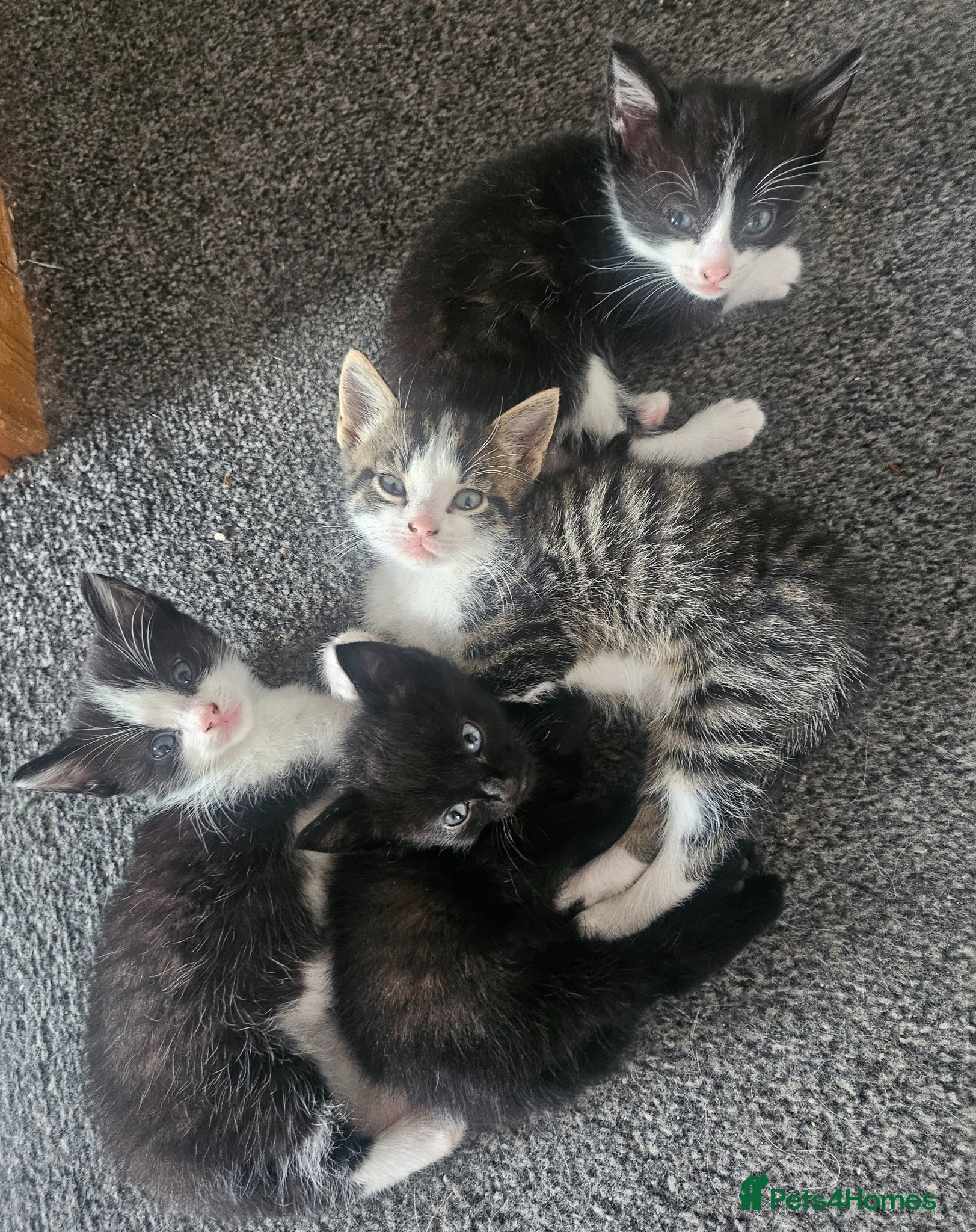 Mixed Breed cats Kittens - ready 11th June - Advert 5