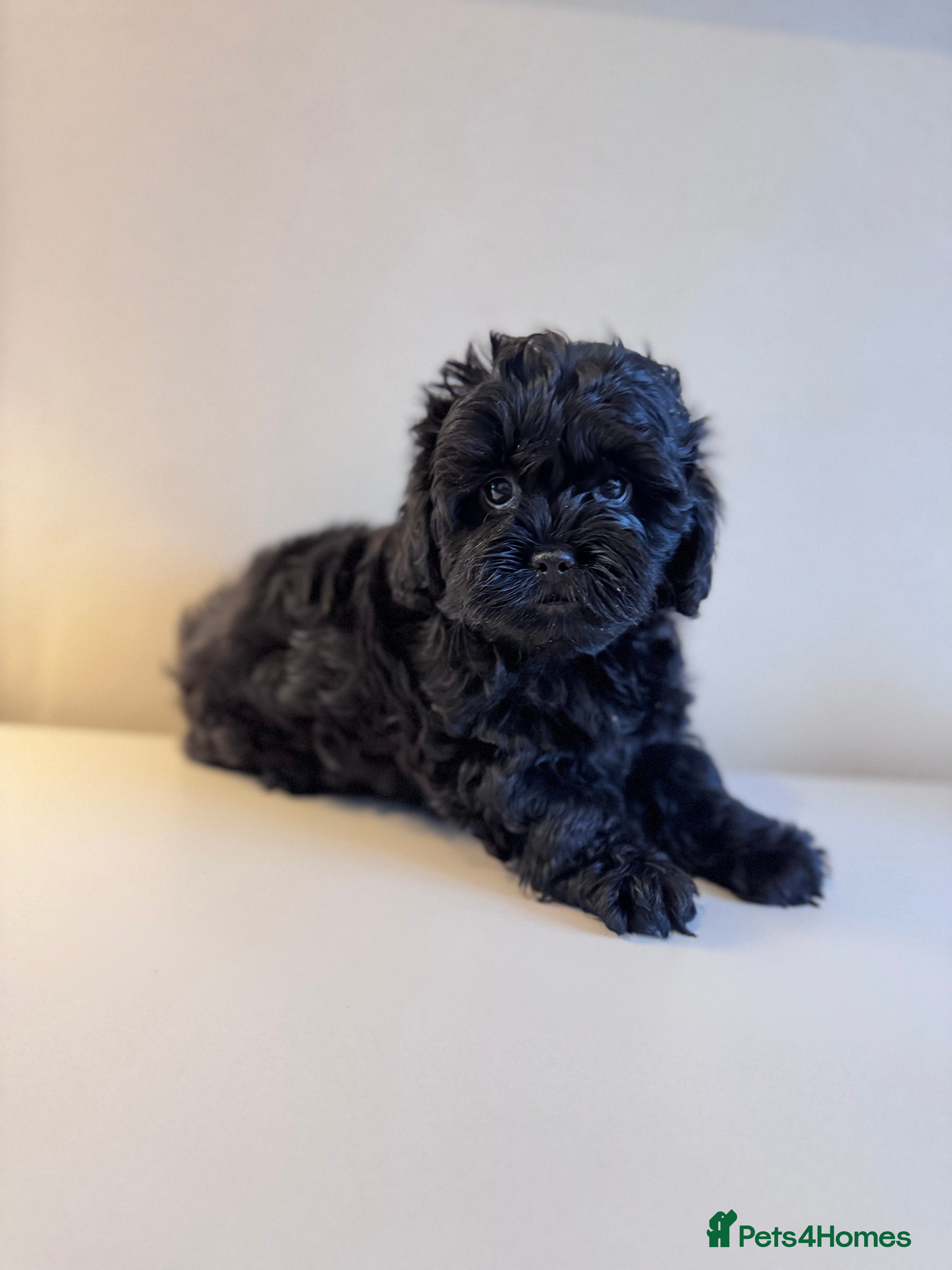 Shihpoo dogs Shihpoo, DNA health tested Dad  - Advert 3