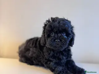 Shihpoo dogs Shihpoo, DNA health tested Dad - Advert 3