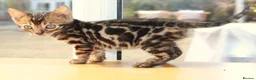 Bengal cats for sale: 3 TICA BENGAL BOYS – BROWN ROSETTED MALES – £850 - Advert 8
