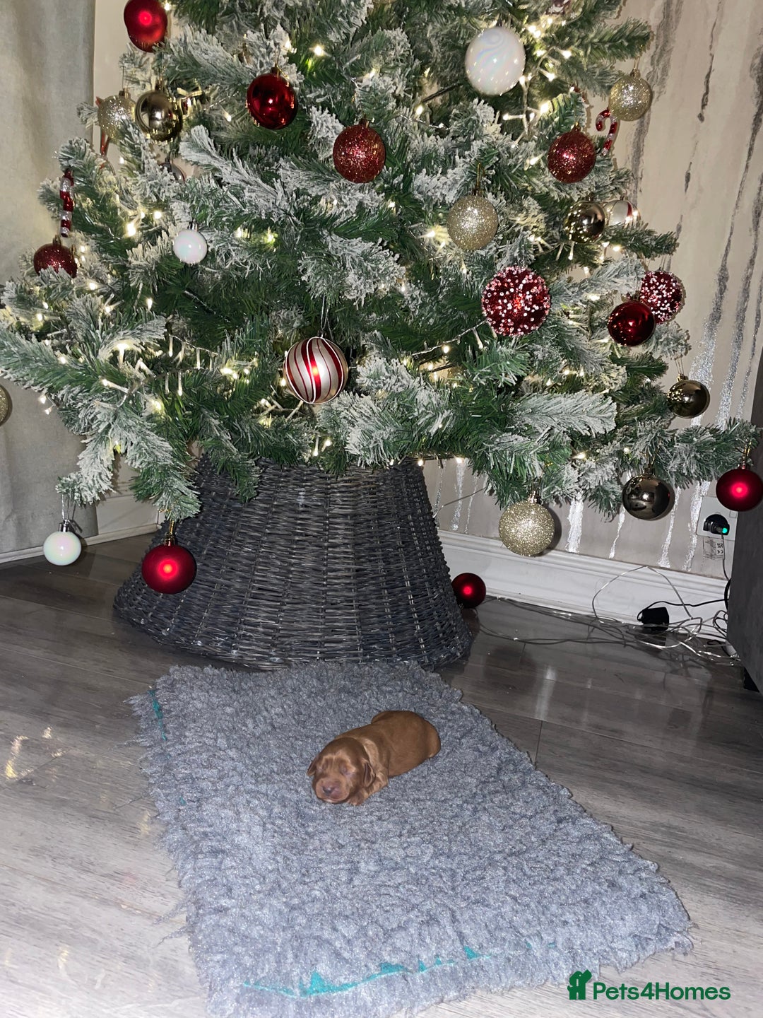 Cockapoo dogs for sale: F1 Cockapoo Puppies  - Advert 16