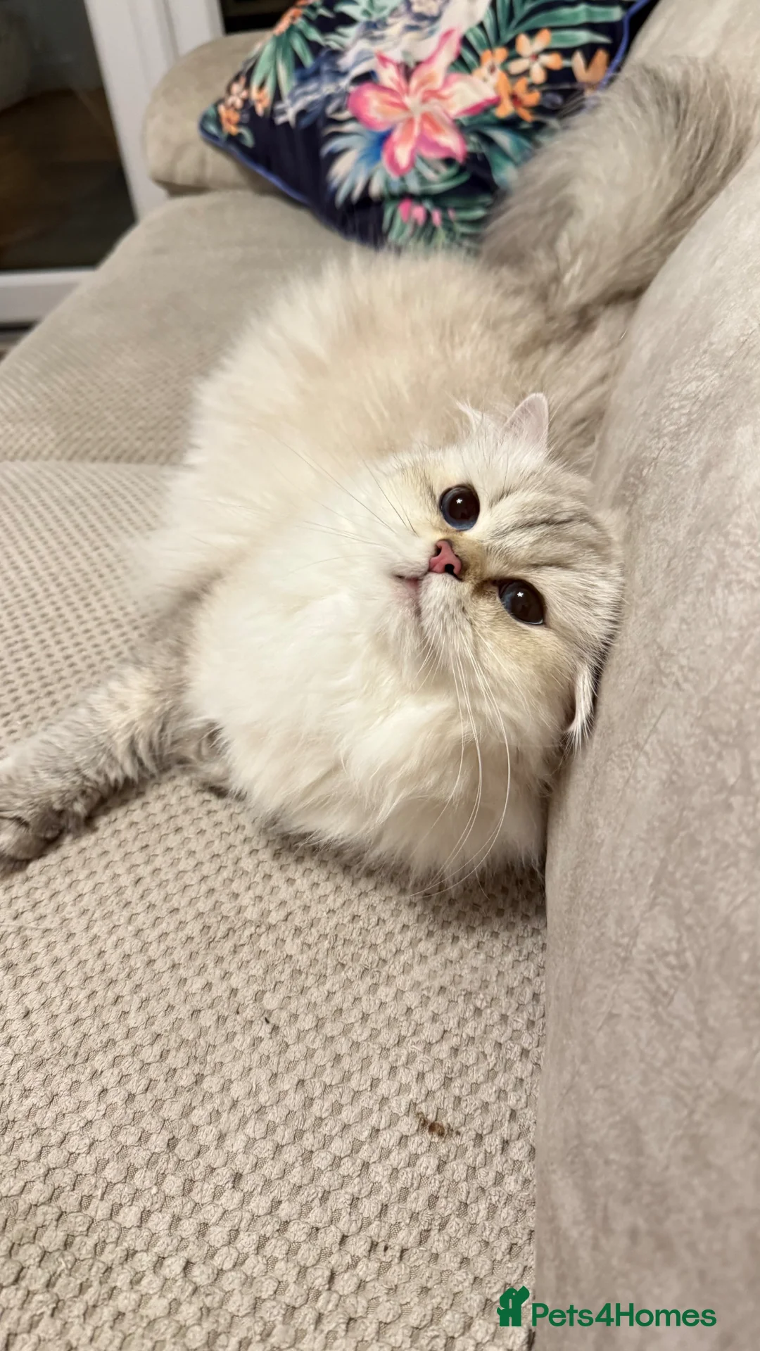 British Shorthair cats for sale: 💙British shorthair kittens available  - Advert 2