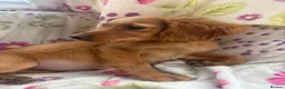 Golden Retriever dogs for sale: Golden retriever pups  in Midhurst - Advert 4