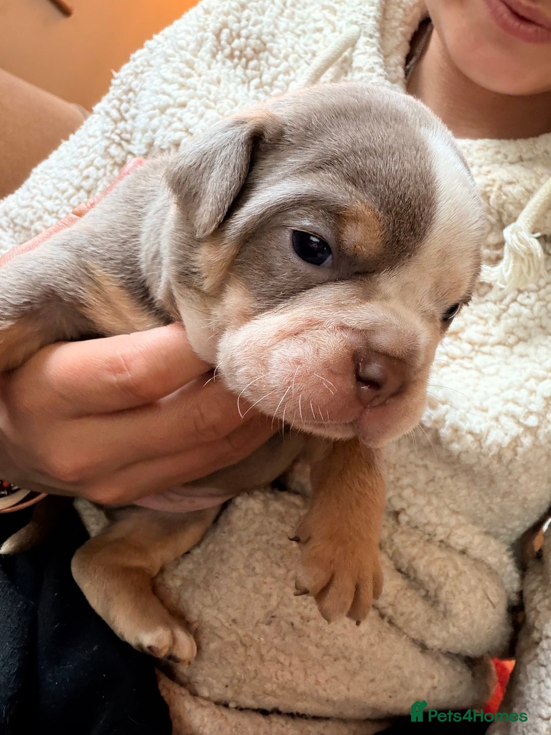 Olde English Bulldogge dogs for sale: Olde English Bulldog Puppies - Family Raised  - Advert 23